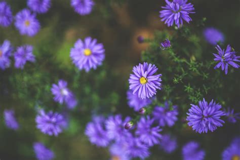 Purple Flowers · Free Stock Photo