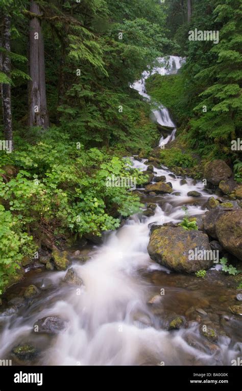 Merriman Falls Quinault Rainforest Olympic National Park Washington Usa