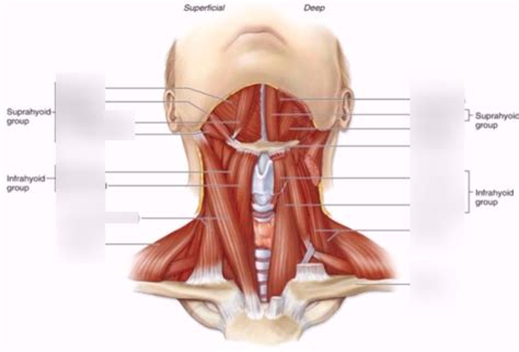 Cervical Region Muscles Deep And Superficial View Identification