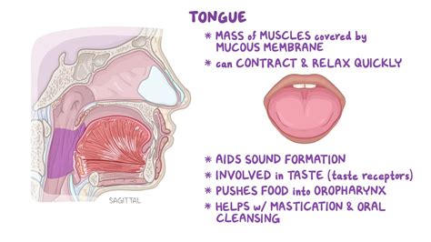 Tongue Function Majestic Corp Com