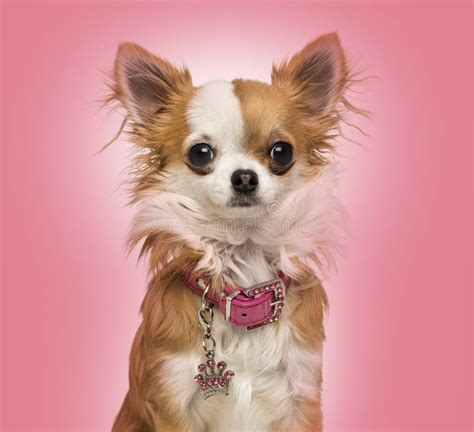 Chihuahua Wearing A Shiny Collar Sitting 7 Months Old Stock Image