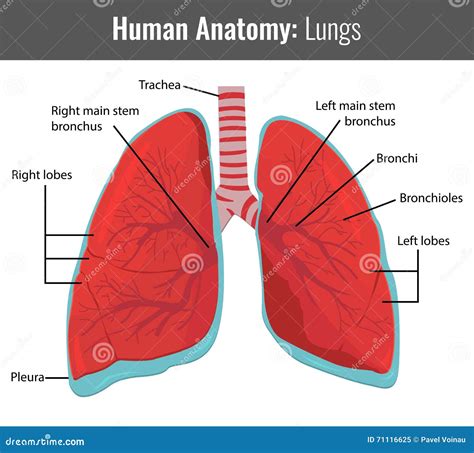Human Lungs Detailed Anatomy Vector Medical Stock Vector