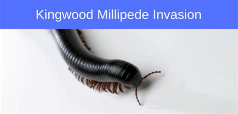 The pest & termite experts. Kingwood Millipede Invasion - FullScope Pest Control
