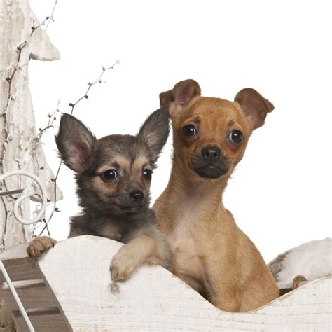 Fantastic Information About The Maltese Chihuahua Mix Malchi Dogappy