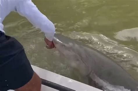 terrifying moment shark bites an unsuspecting…