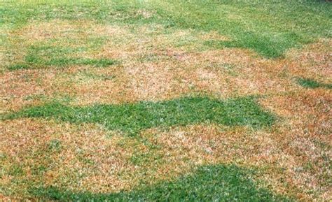 Brown Patch Fungus College Stationbryan Brown Patch Treatment