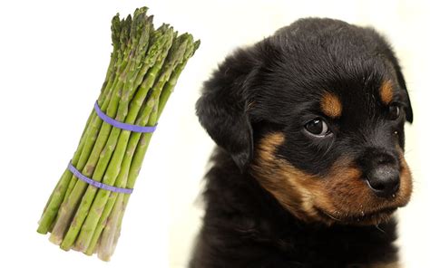 This awesome list of life hacks will teach you how to quickly make your beer ice cold, hammer nails without hurting yourself, keep your. Can Dogs Eat Asparagus - A Guide to Asparagus for Dogs
