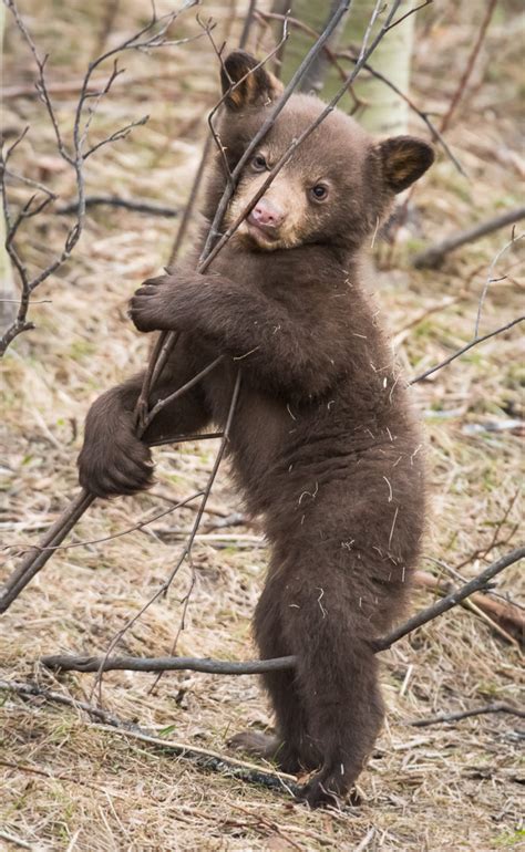 Why Do Black Bear Cubs Play Nature Labs