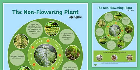Non Flowering Plants And The Role Of Spores In Plants