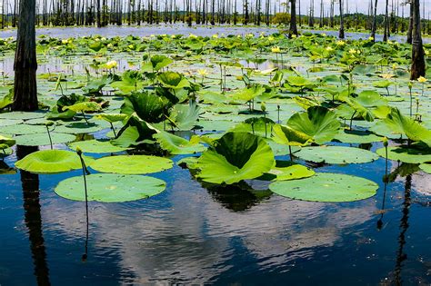 Lake Of Lily Pads And Clouds Photograph By Jessica Lambert