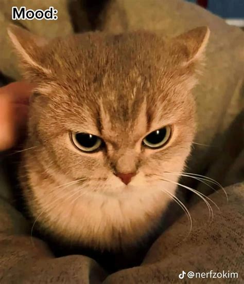 I Keep Seeing This Angry Cat Meme Does Anyone Know What Breed The Cat