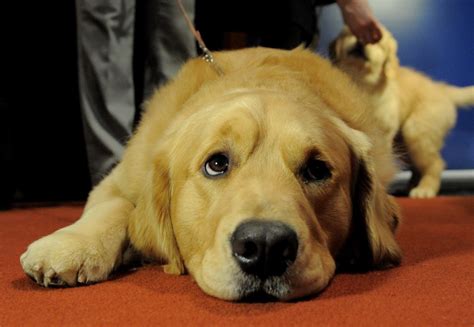 American Kennel Club Announces Most Popular Dogs In The Us 2013