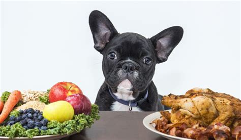 Determine which type of puppy food to feed your french bulldog puppy. 10 Healthy Snacks To Share With Your Frenchie During ...