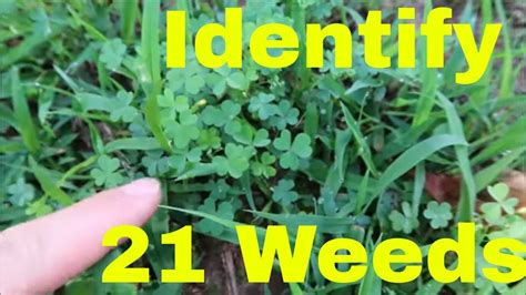 7 Images How To Identify Weeds In Your Garden And Description Alqu Blog