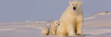 cubs  thin ice alaska wilderness league