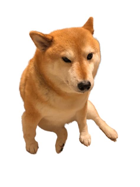Chooms Cheems´cousin Rdogelore Ironic Doge Memes Know Your Meme
