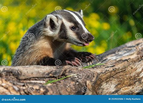 North American Badger Taxidea Taxus Leans Over Log Tongue And Claws Out