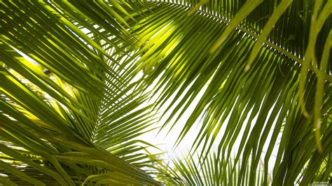 Tropical Leaves 9 17 2015 Wallpaper Background Kicking Designs