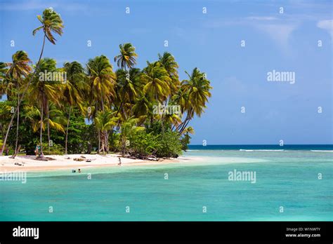 Los árboles De Coco En La Playa Cocos Nucifera Tobago West Indies Caribe Fotografía De Stock