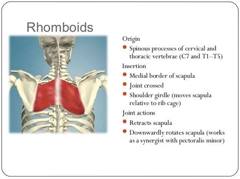 Rhomboids Origin And Insertion