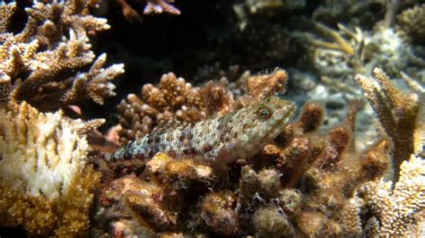 Fun Dragon Goby Facts For Kids Kidadl