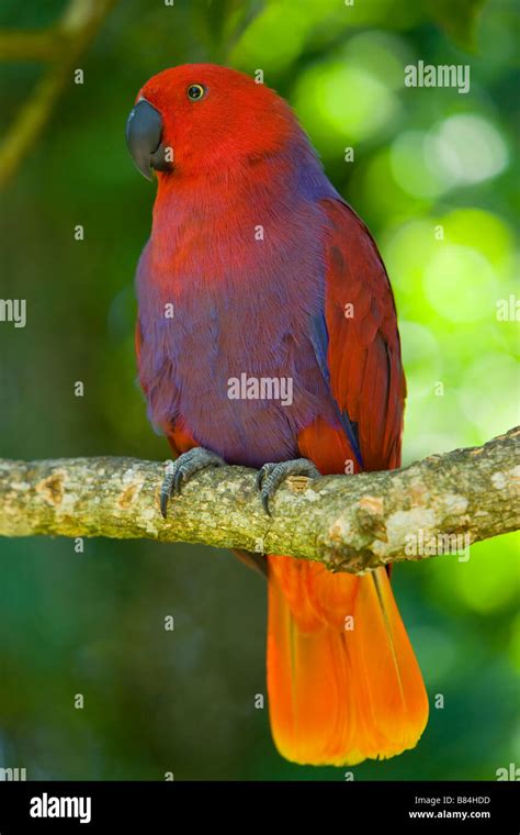 Solomon Eclectus Parrot Edectus Roratus Solomonensis From New