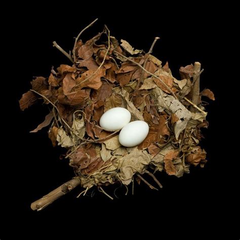 Beautifully Preserved Bird Nests From The 20th Century Bird Nest