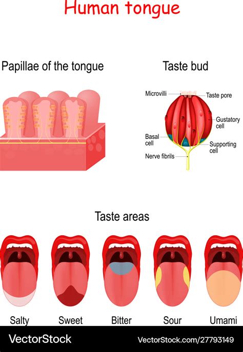 Taste Bud And Papillae Tongue Basic Royalty Free Vector