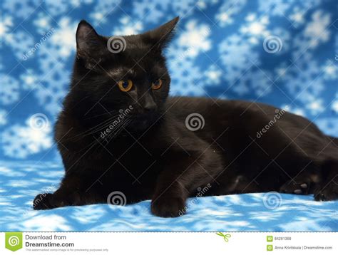 Beautiful Black Cat With Amber Eyes Stock Photo Image Of