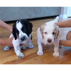 These qualities make him an ideal dog for hunting in rough terrain and dense cover, often taller than the dog. Field Bred English Cocker Spaniel Puppies - Ad #77244