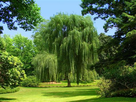 Weeping Willow Wallpapers Top Free Weeping Willow Backgrounds