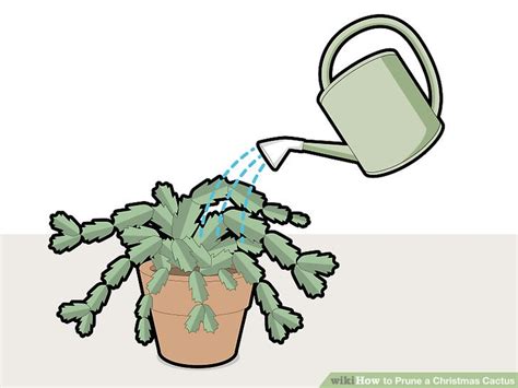When to prune a healthy plant and using the cuttings to make more. How to Prune a Christmas Cactus: 12 Steps (with Pictures)