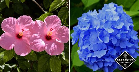 6 Popular Flowering Shrubs Gardening Channel