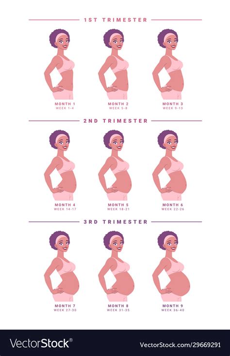 Pregnant Woman With Growing Belly Months Vector Image