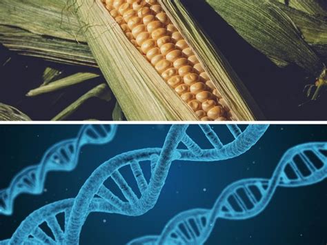 Pros And Cons Of Gmo Crops And Foods Benefits And Disadvantages Better