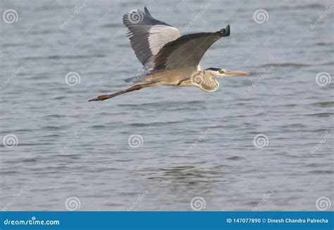 Grey Heron Bird Flying Stock Photo Image Of Mahi Heron 147077890