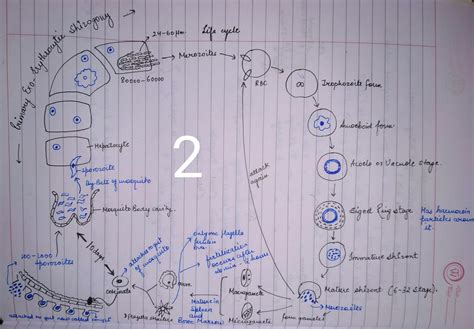 Solution Parasitology With Life Cycles Studypool