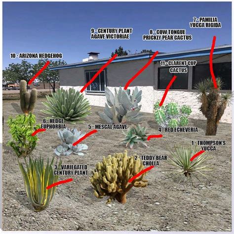 Desert Plants Names And Pictures Guzmans Garden Centers