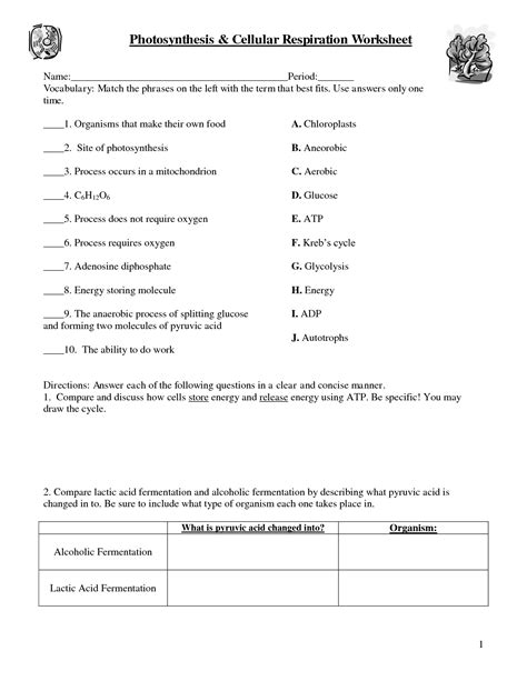 11 if you have finished sticky molecules from yesterday than go on to today's assignment. 14 Best Images of Photosynthesis Worksheets With Answer ...