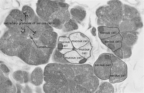 Hls Epithelial Tissue Surface Specializations And Glands Mixed