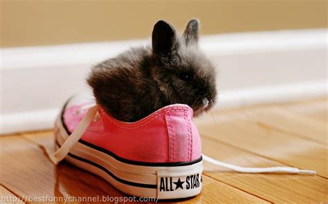 Cute And Funny Pictures Of Animals 42 Bunny 3