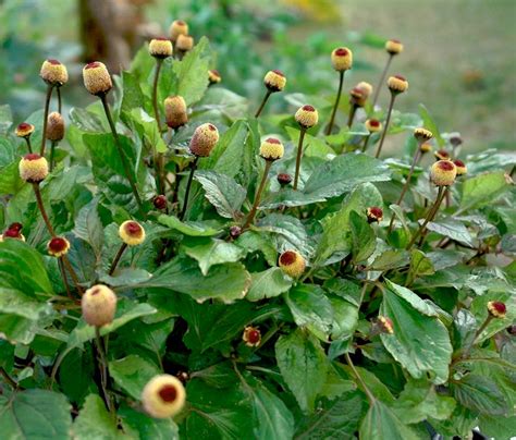 50 Toothache Plant Herb Spilanthes Acmella Seeds