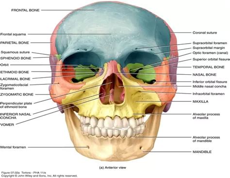 Complete bone fractures may split one. What are the unpaired facial bones? - Quora