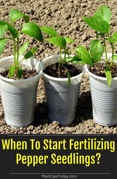 When To Start Fertilizing Pepper Seedlings