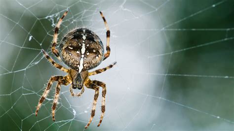 Spiders And Harvestmen British Animals Woodland Trust
