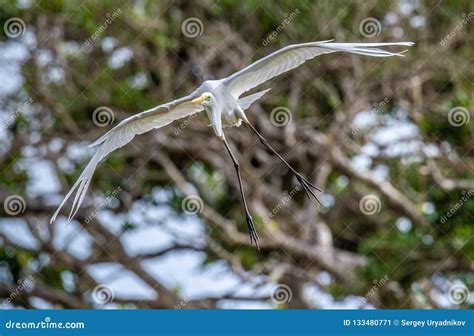 Great Egret In Flight Front View Stock Image Image Of Everglades