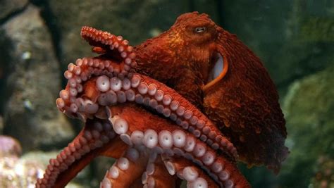 Giant Pacific Octopus Eating