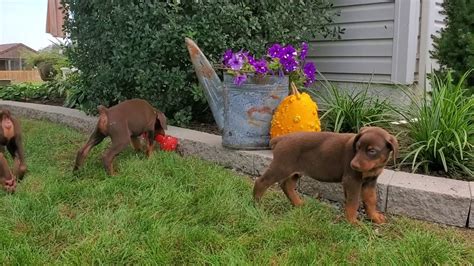 Were accepting deposits for the next litter, breed date will be june 2021. Doberman Pinscher Puppies for Sale - YouTube