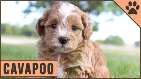 Cavapoo Top 10 Facts What Is A Cavapoo Seedsyonseiackr