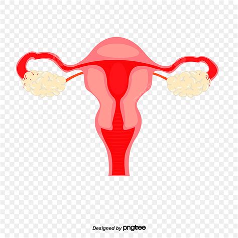 Lista Foto Imagenes Del Aparato Reproductor Femenino Para Dibujar